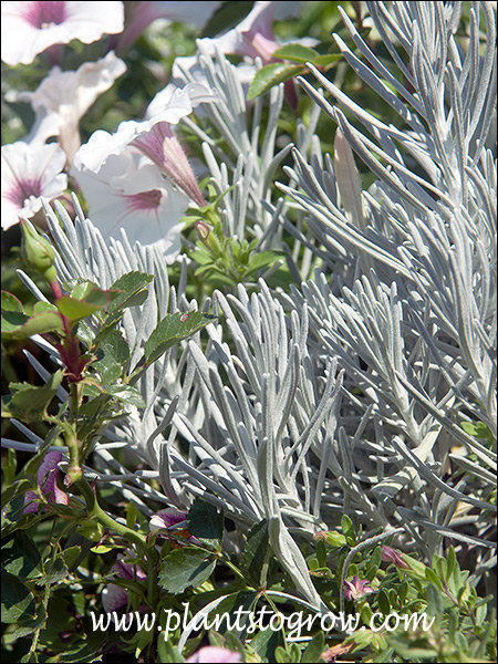 Looks vary similar to Helichrysum Icycles.